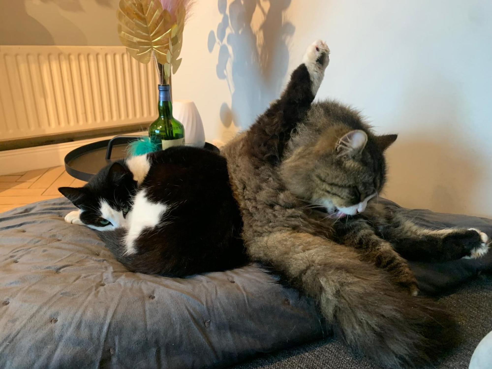 Wake Up With 2 Cats On Your Face Дублін Екстер'єр фото